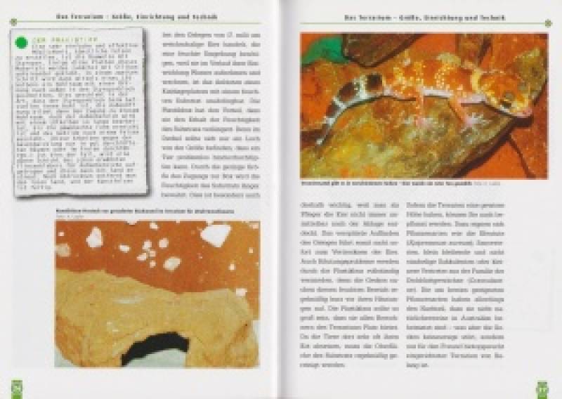 Preview: Der Australische Dickschwanzgecko